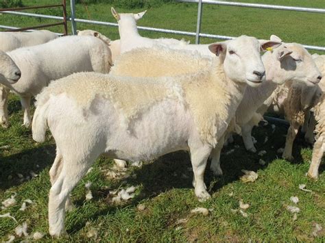 easycare sheep for sale|easy care sheep uk.